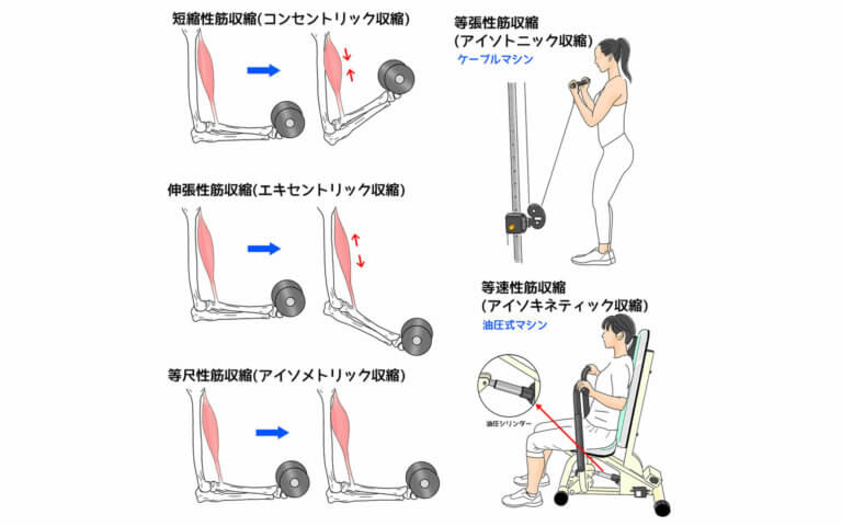 等速性運動の利点