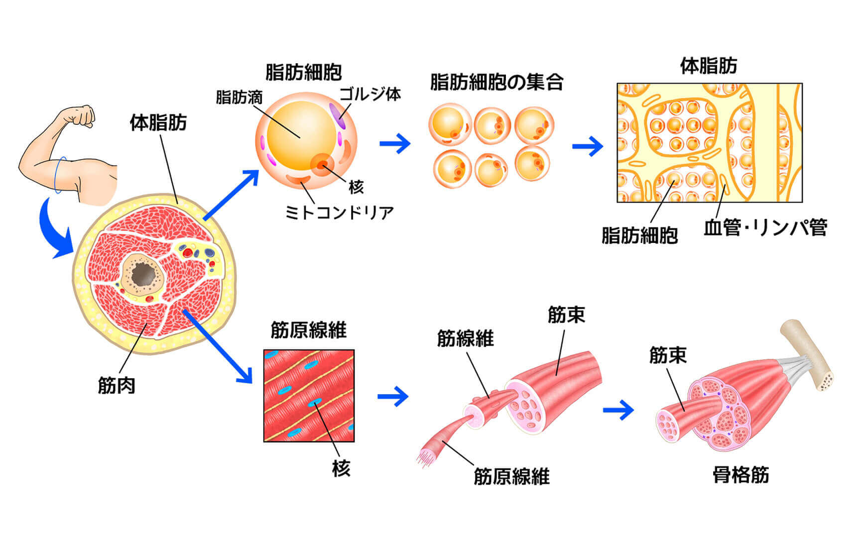 脂肪と筋肉の関係とは?【脂肪を落とす方法やうまく筋肉をつける方法を解説】 Sharez for Trainer|パーソナルトレーナー向けメディア 脂肪と筋肉の関係とは?【脂肪を落とす方法やうまく筋肉をつける方法を解説】 Sharez for Trainer|パーソナルトレーナー向けメディア