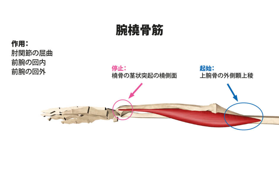 前腕を鍛える筋トレ種目【メリットや注意点、おすすめ器具も紹介します】 | Sharez for Trainer｜パーソナルトレーナー向けメディア