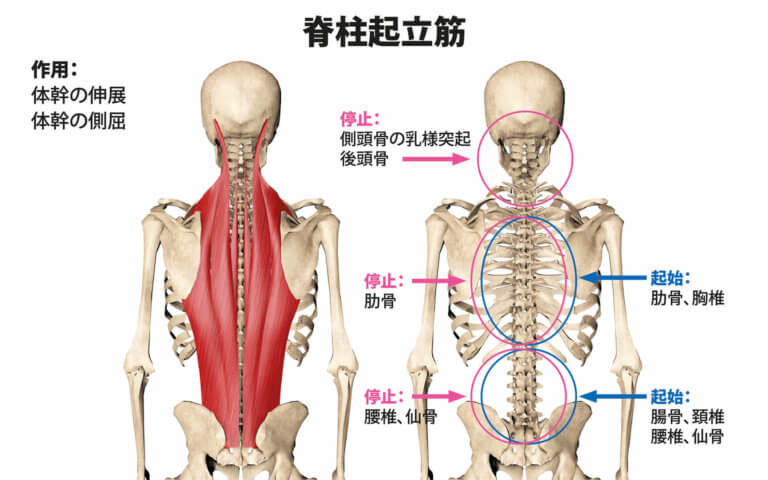 脊柱起立筋を鍛えるための筋トレ種目【姿勢や腰痛、肩こりの改善に】 | Sharez for Trainer｜パーソナルトレーナー向けメディア