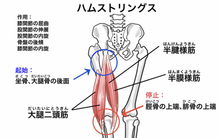 ハムストリングスのストレッチのやり方【肉離れの予防や姿勢の改善に】 | Sharez for Trainer｜パーソナルトレーナー向けメディア