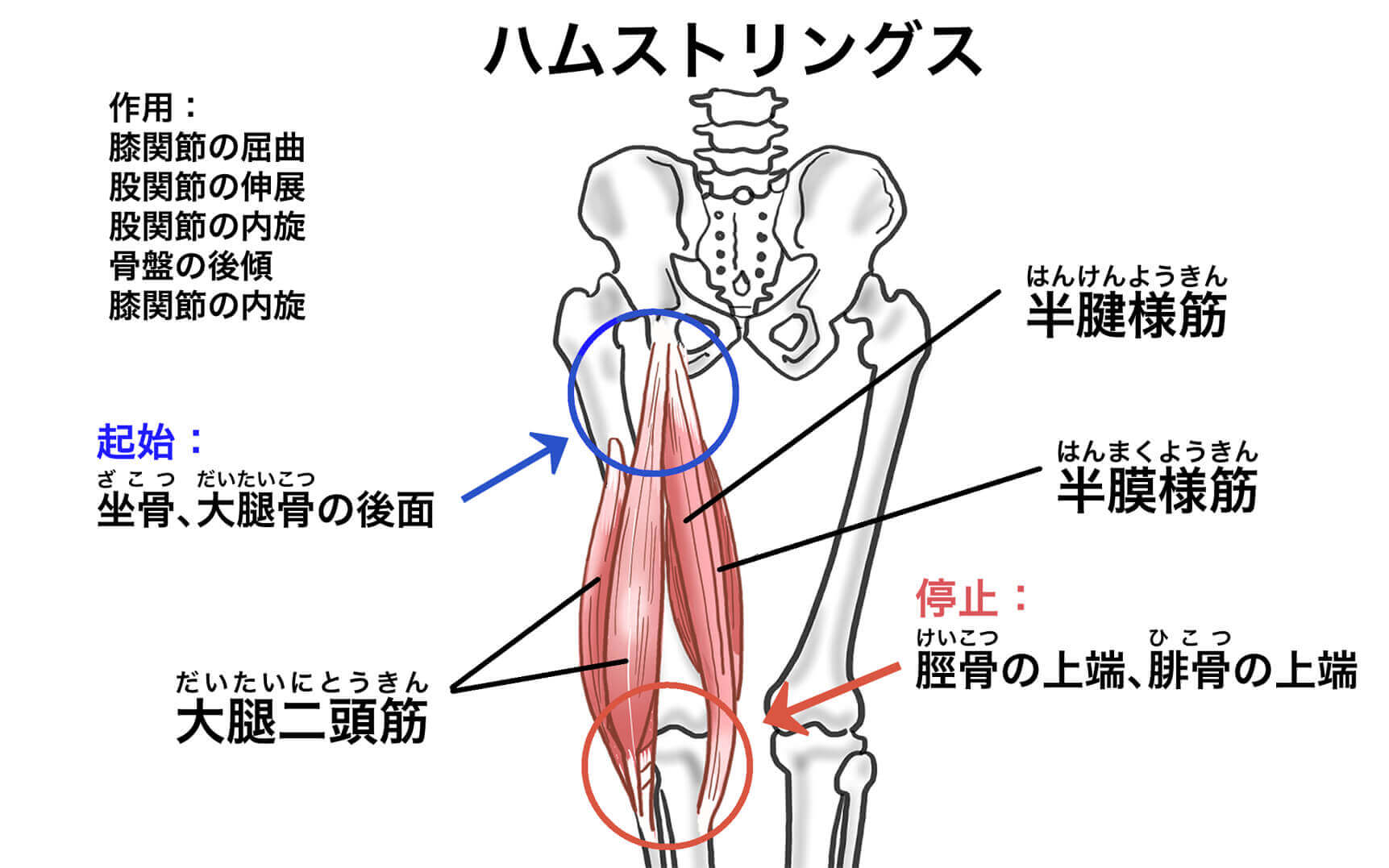 筋肉の部位の名称と作用【画像つきで分かりやすく解説】 | Sharez for Trainer｜パーソナルトレーナー向けメディア