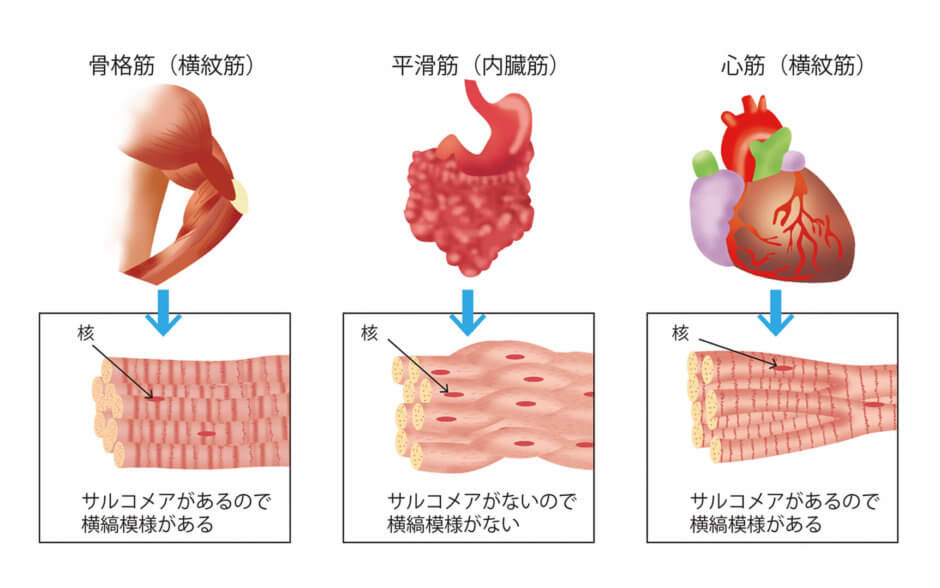 心臓がやっている事