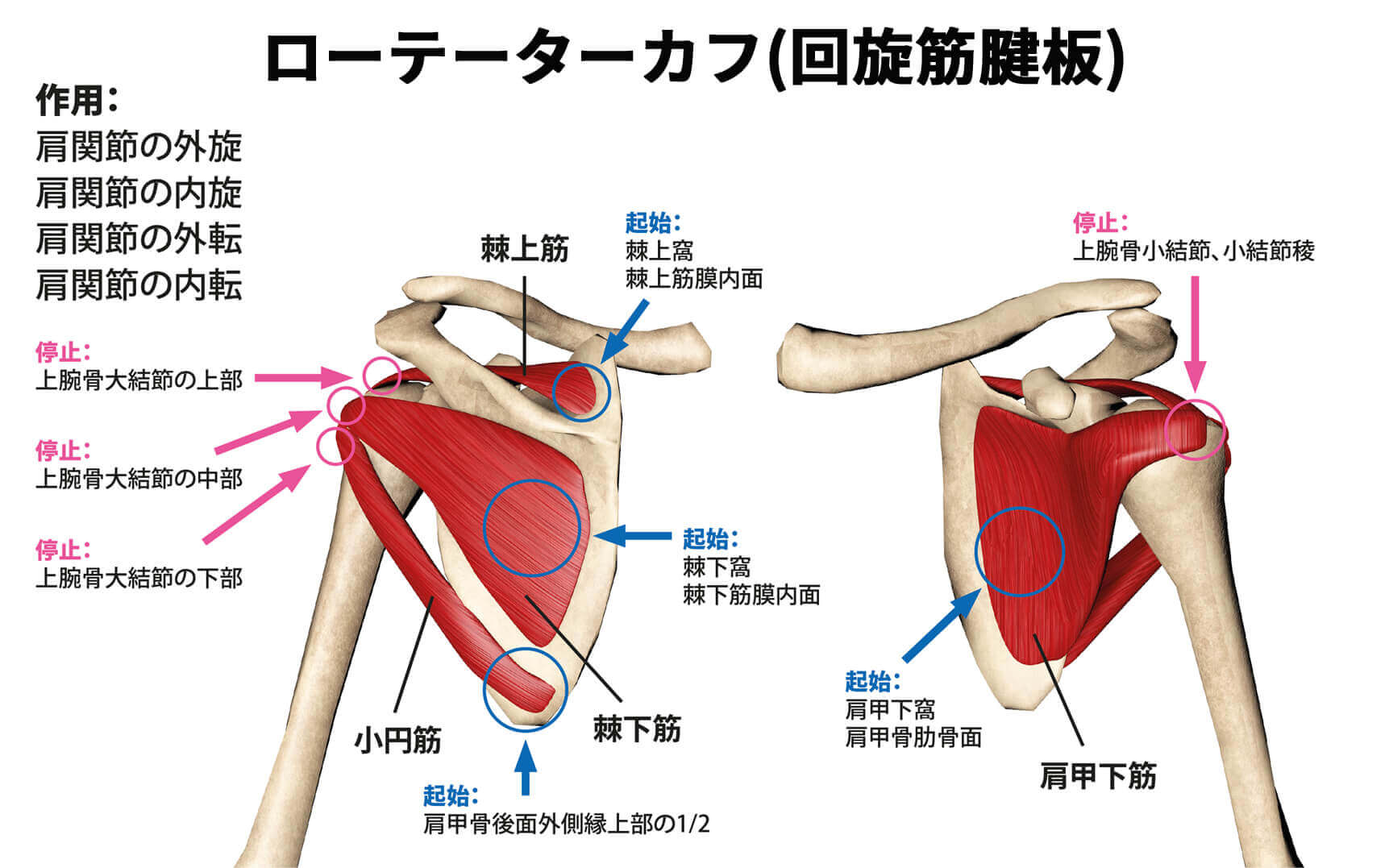 ローテーターカフ(回旋筋腱板)トレーニング【鍛えるメリットと種目を紹介】 | Sharez for Trainer|パーソナルトレーナー向けメディア