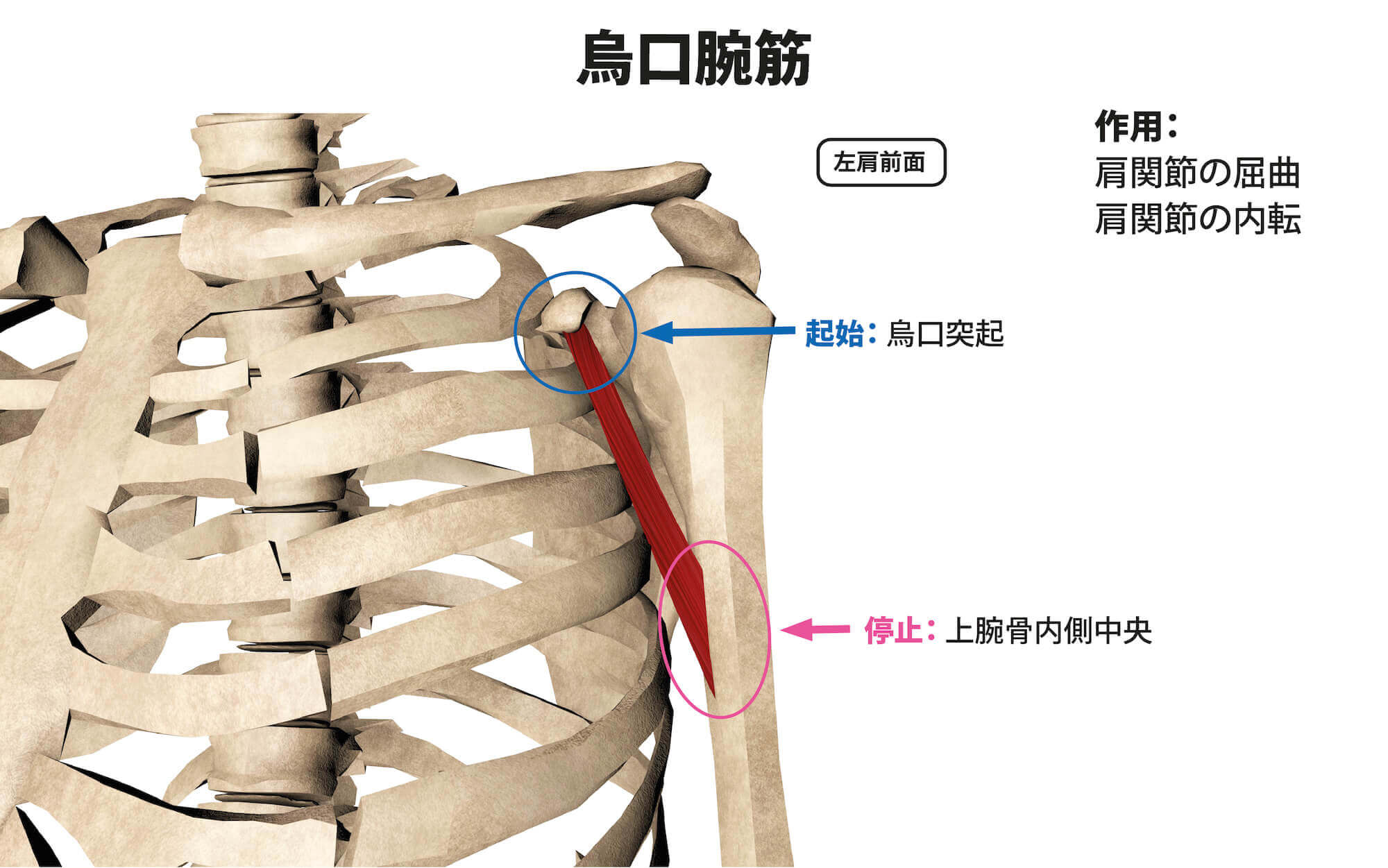 鳥口腕筋 – 鳥口上腕靭帯 | 【烏口腕筋を徹底解説】機能解剖や作用・烏口突起とは？ – ZBUXK