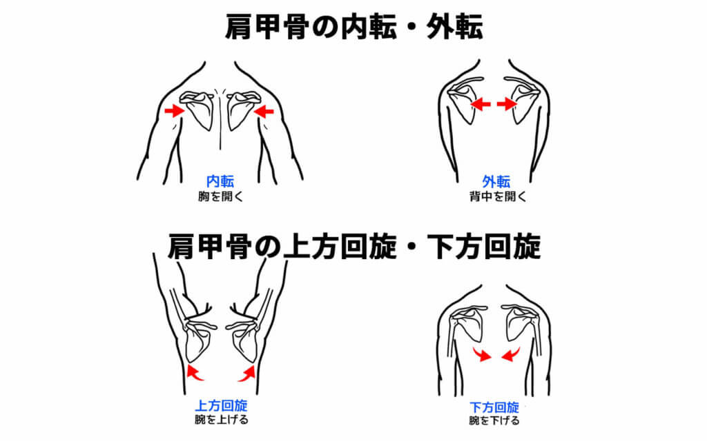 肩甲骨の外転と内転、肩甲骨の上方回旋と下方回旋