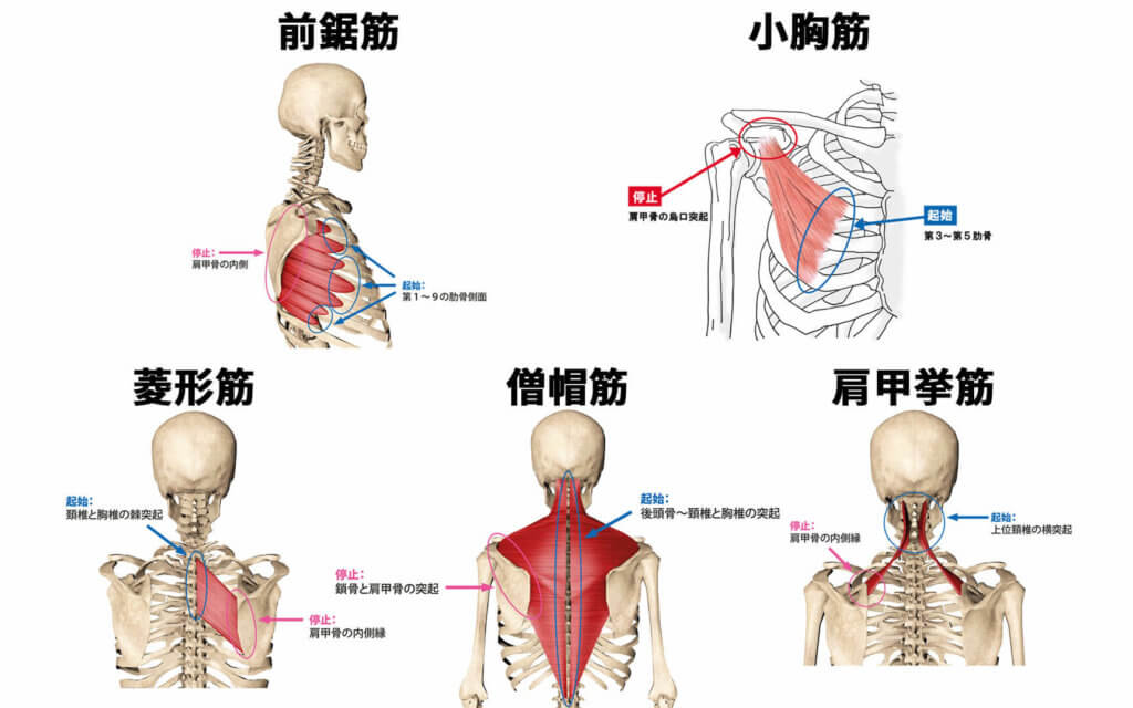 肩甲骨の動きに関わる筋肉