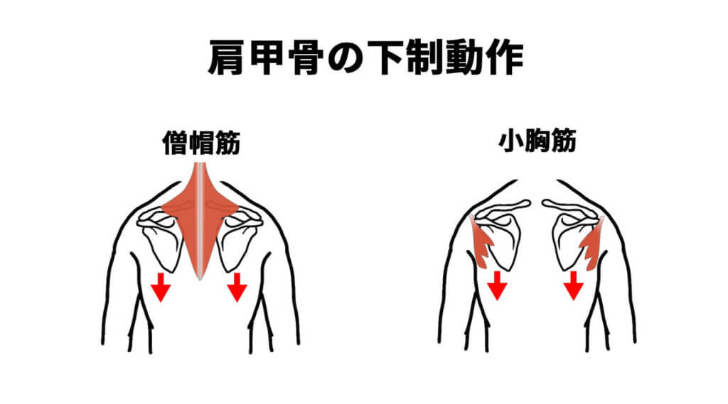 肩甲骨の下制動作
