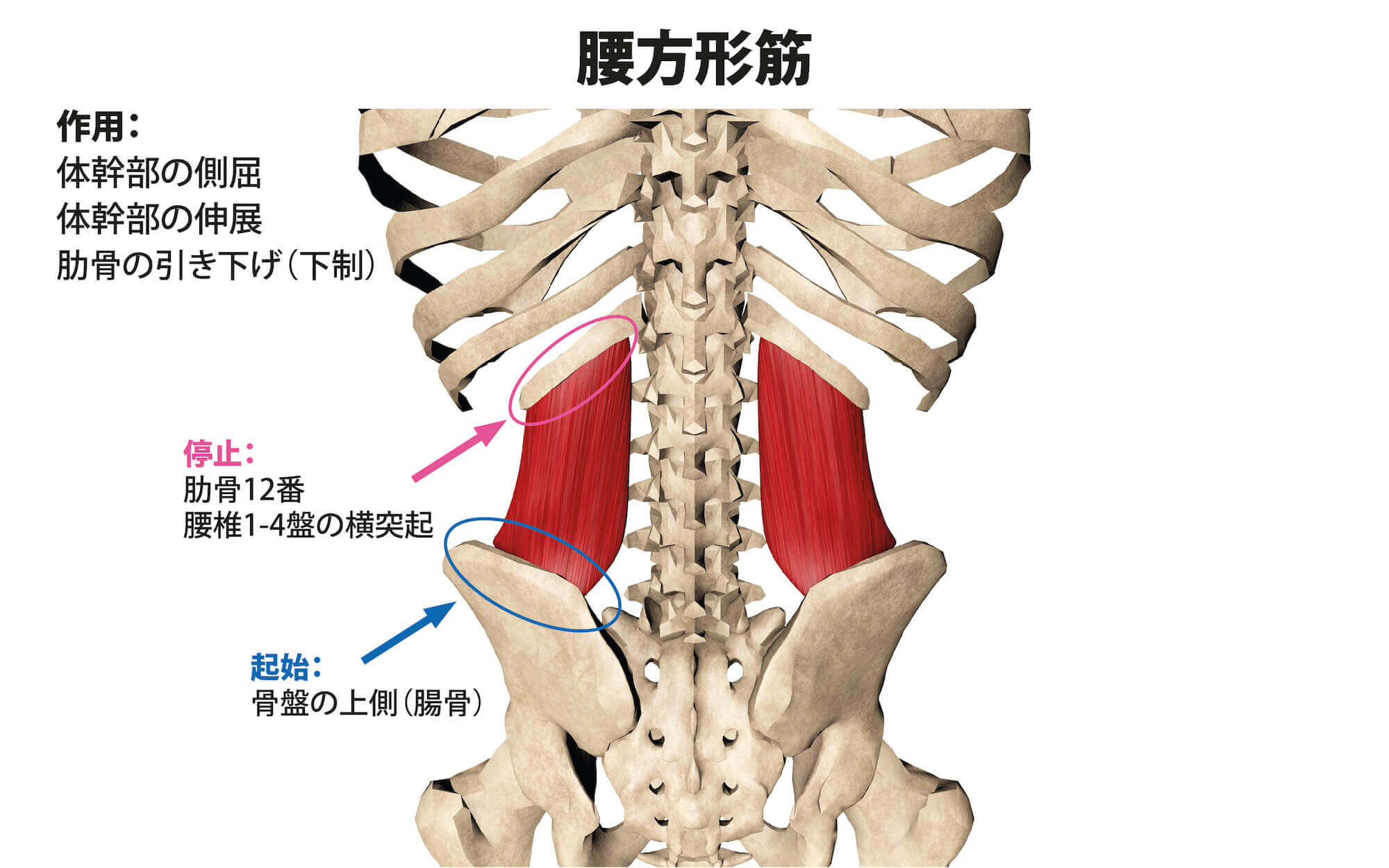 腰方形筋のストレッチ方法【身体の歪みや腰痛の改善に取り入れよう】 | Sharez for Trainer|パーソナルトレーナー向けメディア