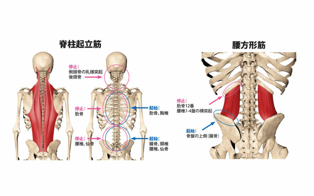 脊柱起立筋と腰方形筋