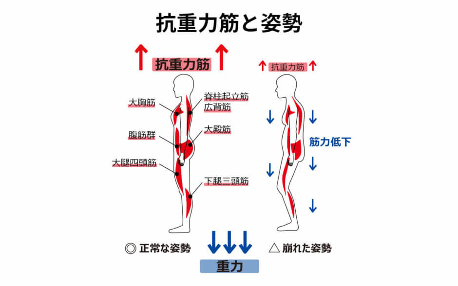 高齢者におすすめの脚の筋トレ種目【元気に歩ける身体づくり】 Sharez For Trainer｜パーソナルトレーナー向けメディア